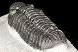 Adrisiops Weugi Trilobite - Recently Described Phacopid #127015-4